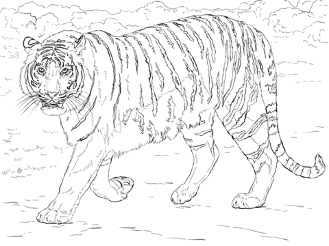 Bengal Tiger Coloring Page